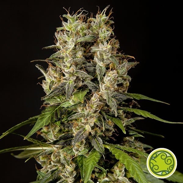 Planta de maconha de amor doce