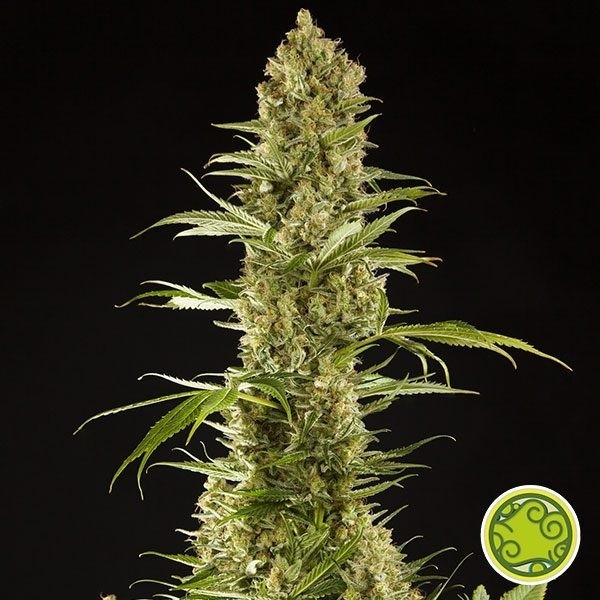 Planta de maconha de açúcar Pop