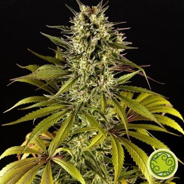 Planta de maconha Spicy CBD/Superjuani