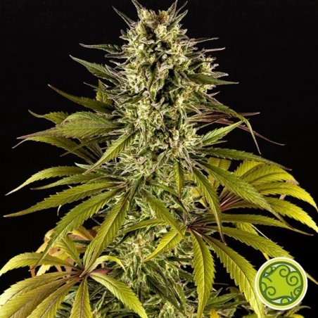 Planta de maconha Spicy CBD/Superjuani