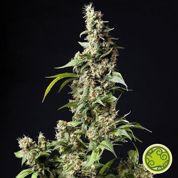 View Planta de maconha Orange Candy/Naranchup