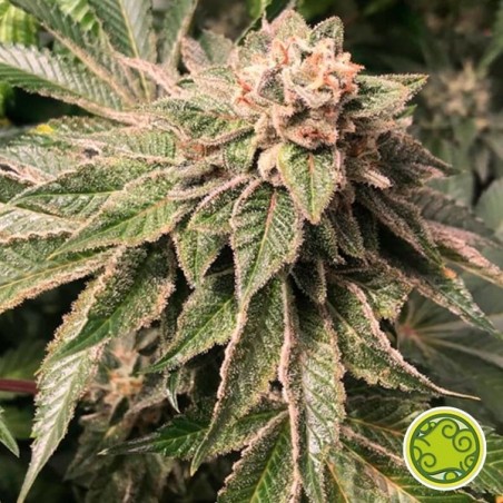 Torta de limão chave x Planta de maconha Do-Si-Dos