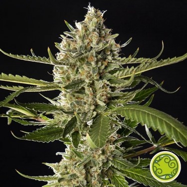 Lemon OG Doces por Sementes Filosofal - GB The Green Brand