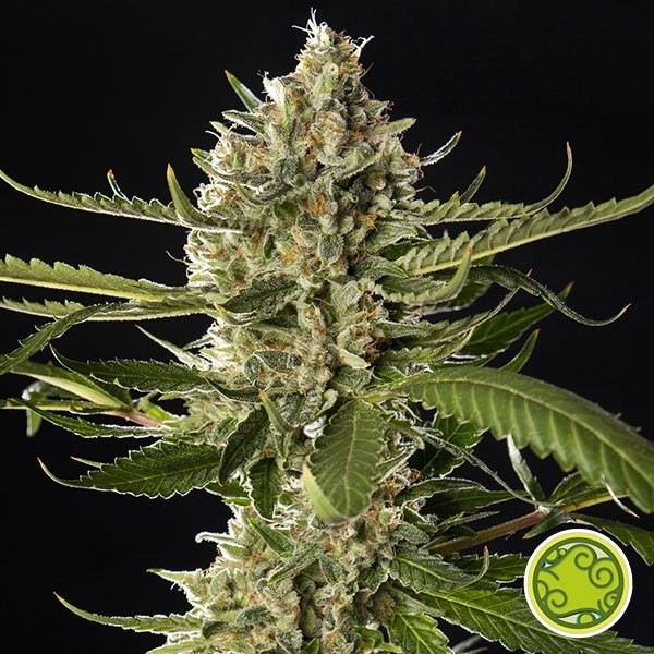 View Lemon OG Doces por Sementes Filosofal - GB The Green Brand