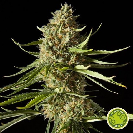Amnesika 2.0 planta de maconha