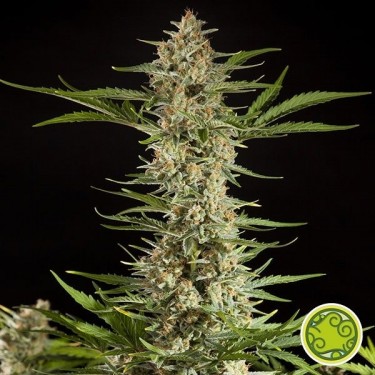 Fraggle Skunk Auto planta de maconha