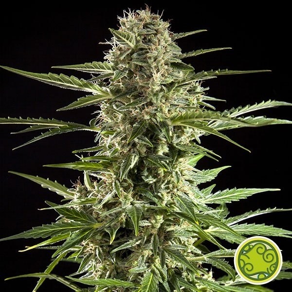 Planta de maconha Cheesy Auto CBD