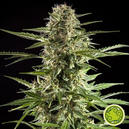 Planta de maconha Cheesy Auto CBD