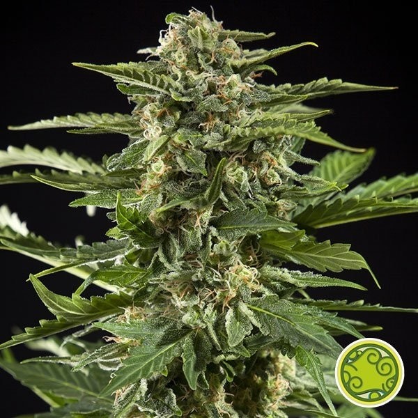 View Planta de maconha Cheesy Auto
