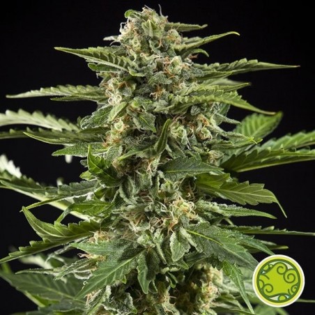 Planta de maconha Cheesy Auto