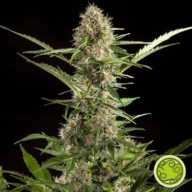 View Yoda branca Auto planta de maconha