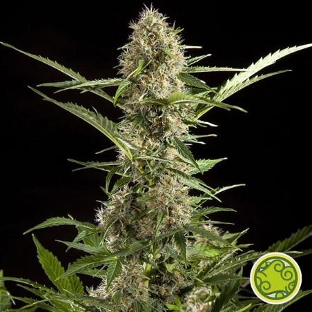 Yoda branca Auto planta de maconha