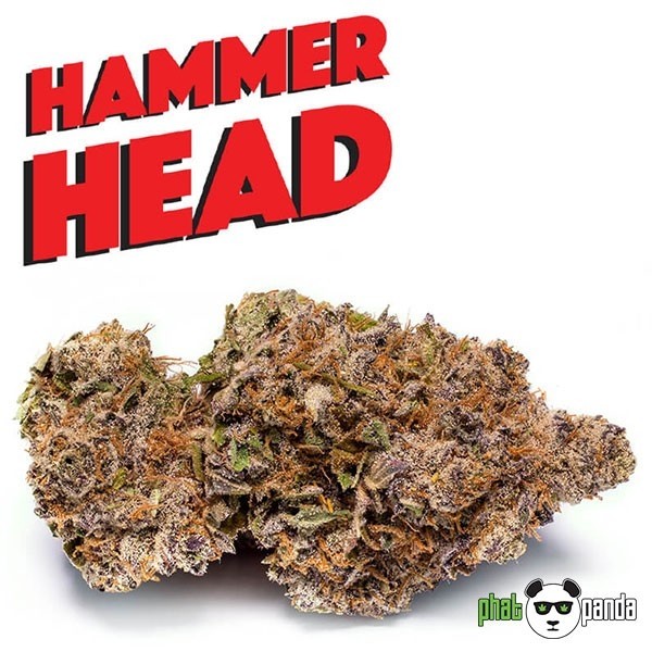 View Phat Panda Hammerhead. Semente Feminizada - GB The Green Brand