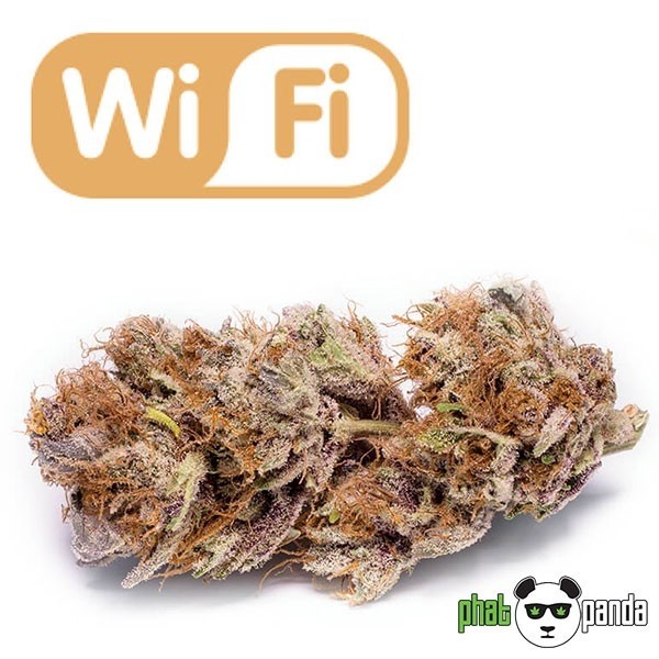 View Wi Fi por Phat Panda. Variedade feminizada - GB The Green Brand