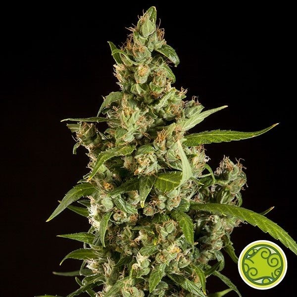 View Blueberry BX jamaicano por sementes de filosófico - GB The Green Brand