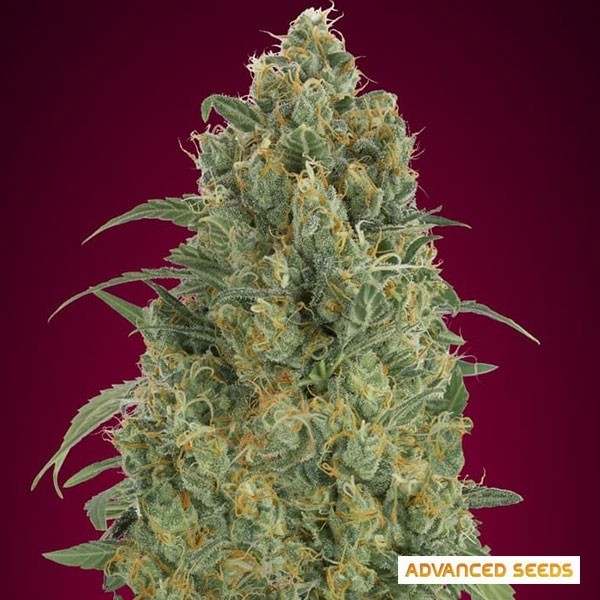 Auto Strawberry Gum de Advanced Seeds - GB The Green Brand