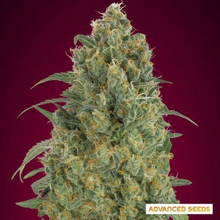 Auto Strawberry Gum de Advanced Seeds - GB The Green Brand