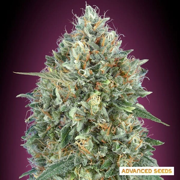 View Auto Gelato #33 Autoflowering Seed - GB The Green Brand