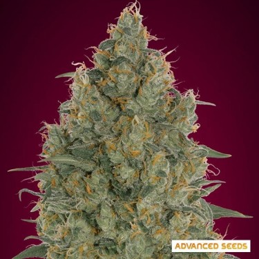 Morango Gum Feminizado Advanced Seeds - GB The Green Brand