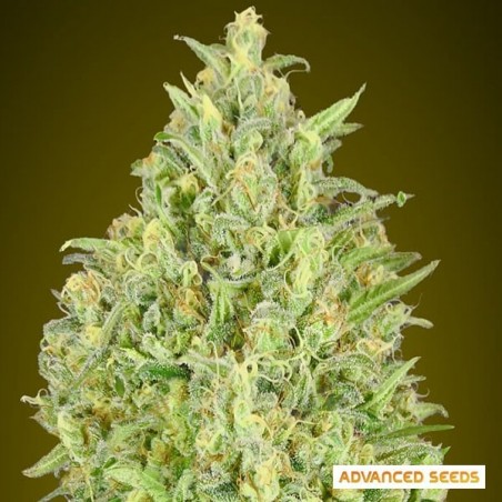 Auto abacaxi Glue de Advanced Seeds - GB