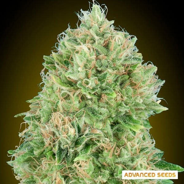 View Pineapple Glue feminizada de Advanced Seeds - GB The Green Brand