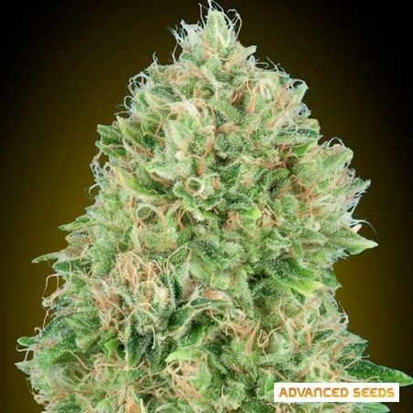 Pineapple Glue feminizada de Advanced Seeds - GB The Green Brand