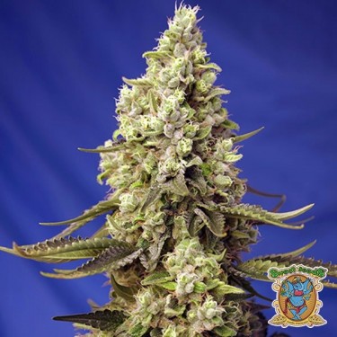 Runtz XL Auto Sweet Seeds Autoflowering - GB The Green Brand