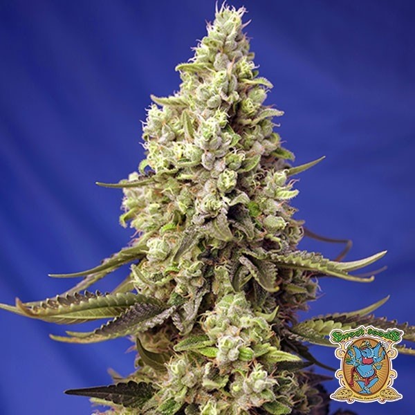 View Runtz XL Auto Sweet Seeds Autoflowering - GB The Green Brand
