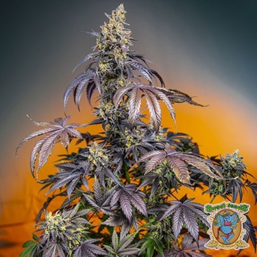 Red Gorilla Girl XL Auto de Sementes Doces - GB The Green Brand