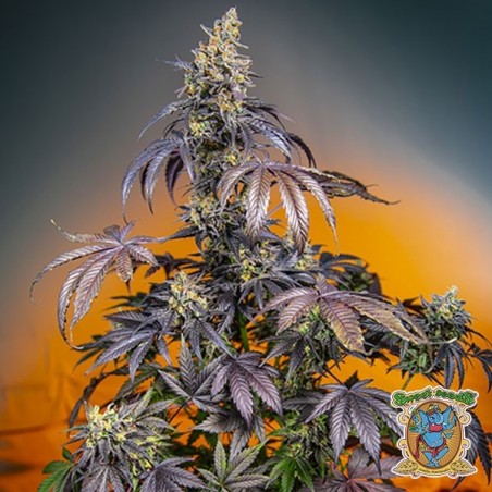 Red Gorilla Girl XL Auto de Sementes Doces - GB The Green Brand