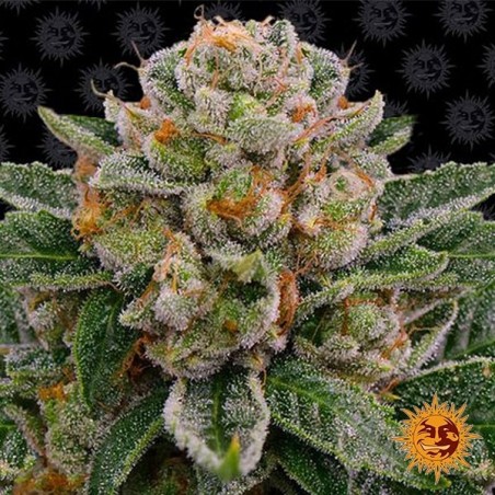 Comprar Skywalker OG Auto Barney’s Farm - GB The Green Brand