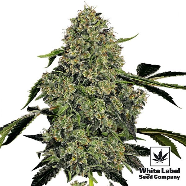 View OG Kush Automatic White Label Autoflorescente - GB The Green Brand