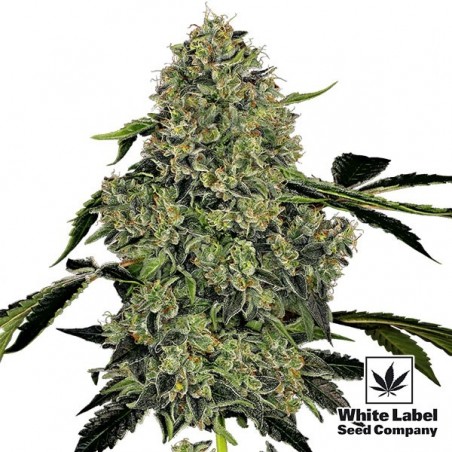 OG Kush Automática