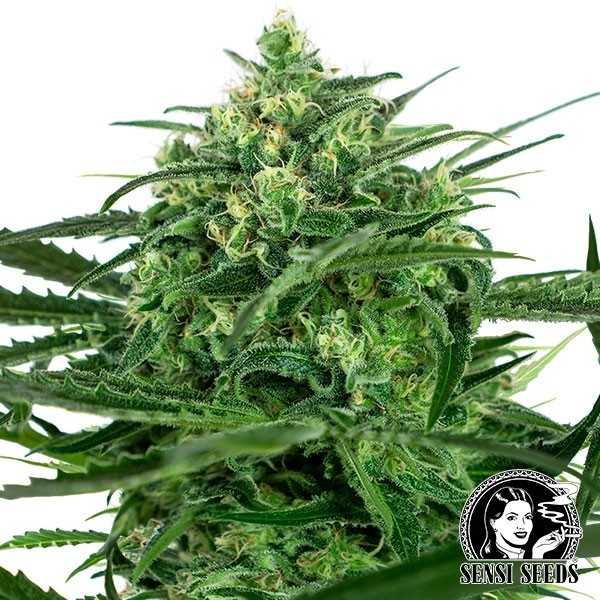 View Sensi Amnesia Feminized Sensi Sementes - GB The Green Brand