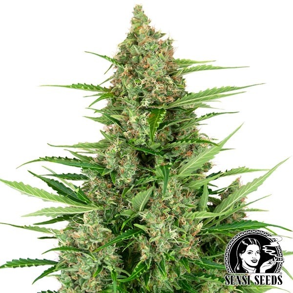 View Banana Kush Automática de bolo