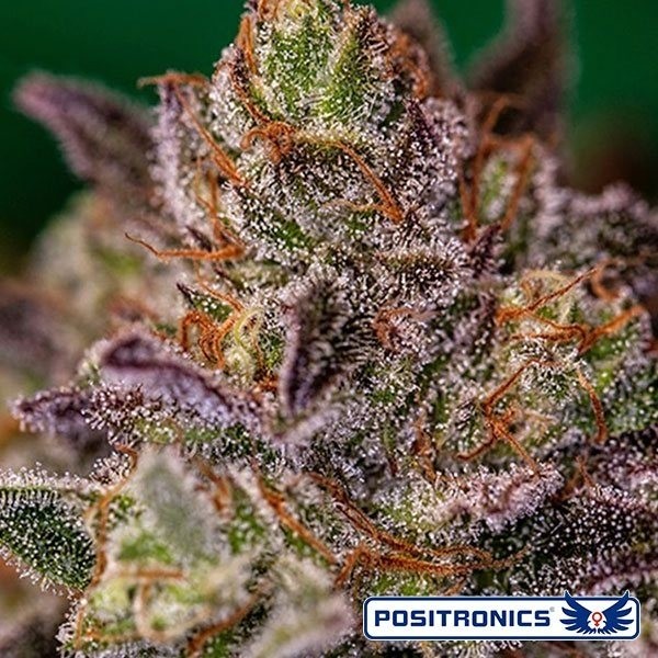 View Comprar Purple Cherry de Positronics - GB The Green Brand