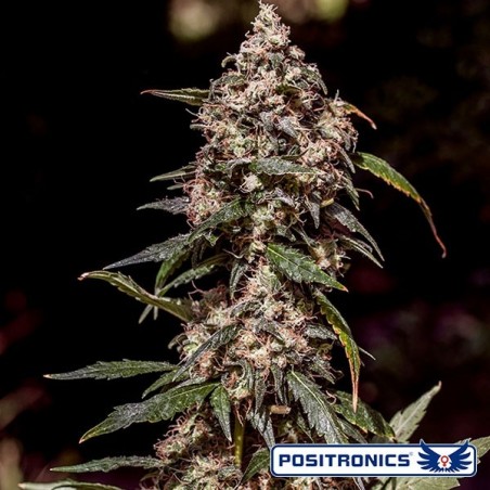 Comprar CBD+ 1:20 banco Positronics - GB The Green Brand