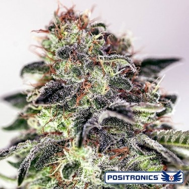 Planta de maconha Sticky Dream