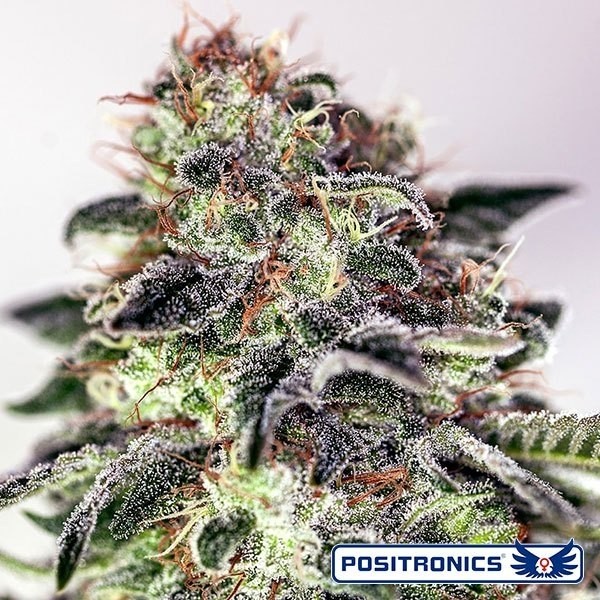 View Planta de maconha Sticky Dream
