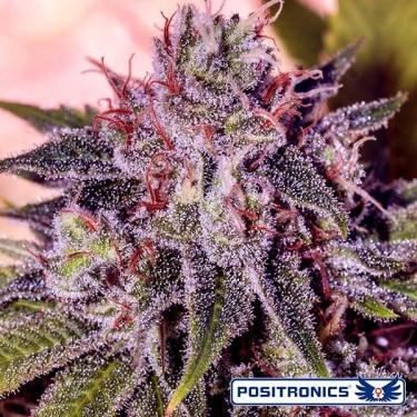 Planta de maconha do mestre gordo Kush