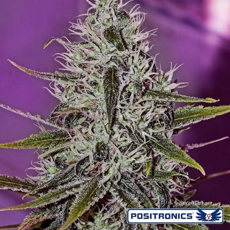 Um amor Haze planta de maconha