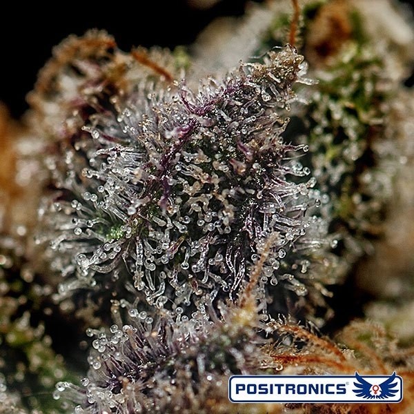 View Edição especial Chizpa de Positronics - GB The Green Brand