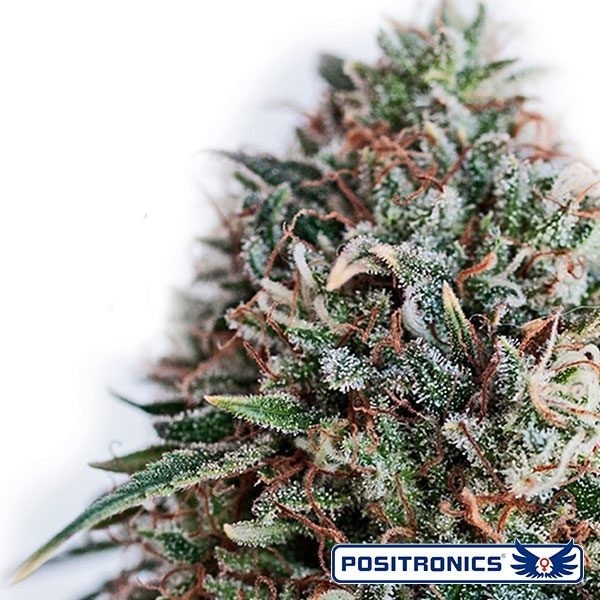 View CBD + Critical 47 de Positronics feminized - GB The Green Brand