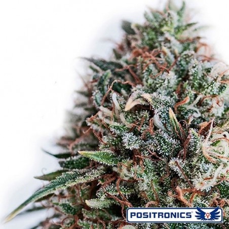 CBD + Critical 47 de Positronics feminized - GB The Green Brand