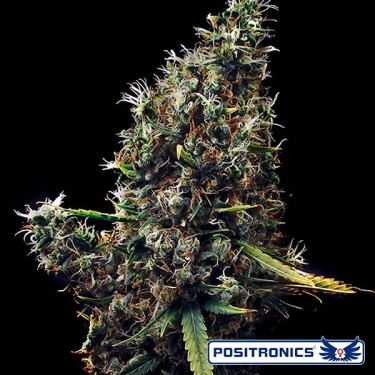 Cum Laude planta de maconha
