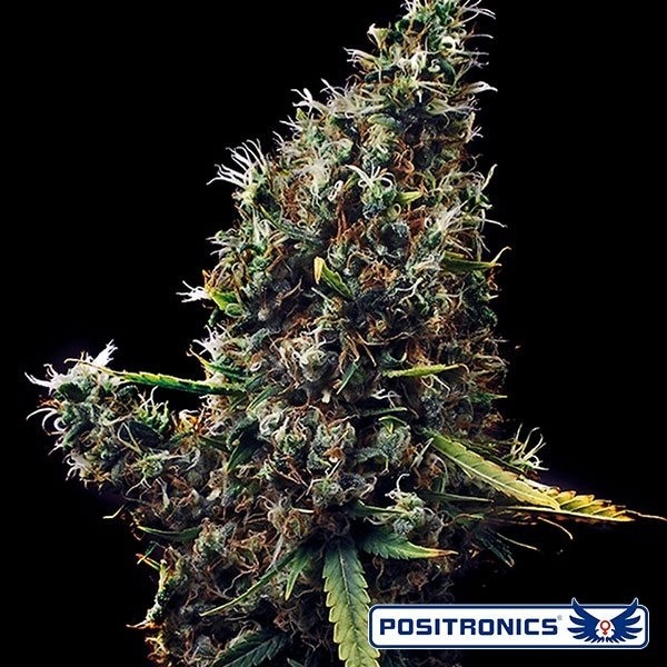 View Cum Laude planta de maconha