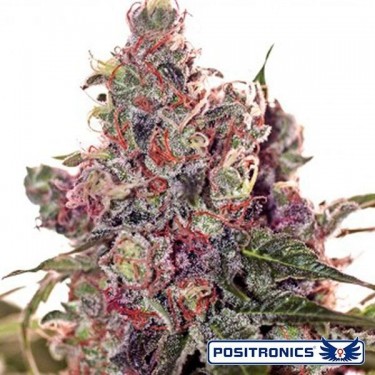 Grapefruit de Positronics feminizado - GB The Green Brand