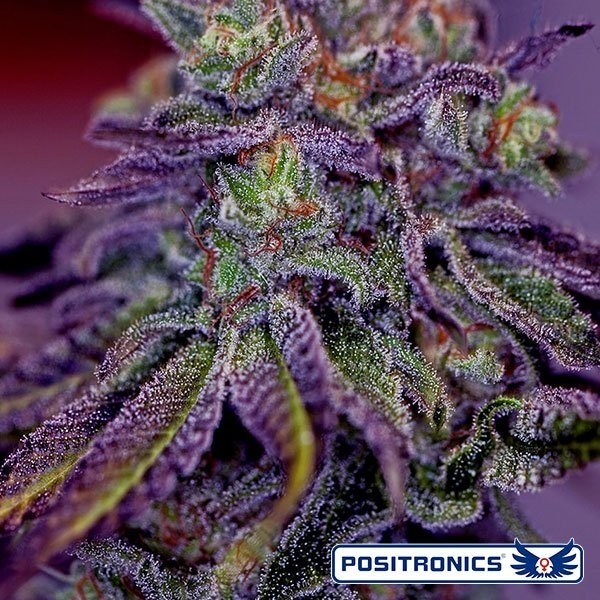 View Blue Rhino de Positronics feminizada - GB The Green Brand