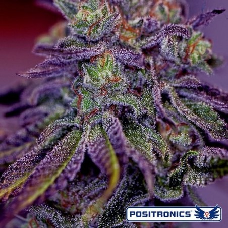 Blue Rhino de Positronics feminizada - GB The Green Brand