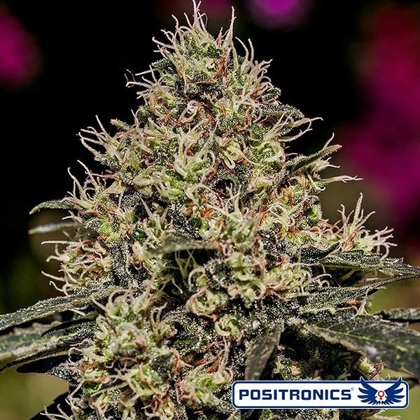 View Critical 47 de Positronics feminized - GB The Green Brand